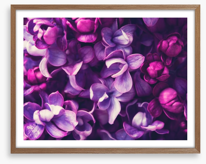 For the love of Lilac
