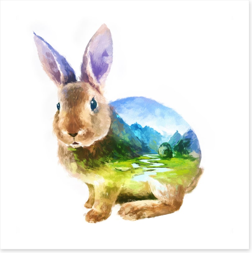 Rabbit of the valley