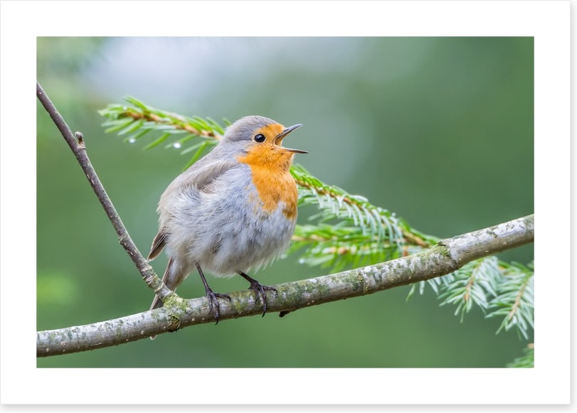 Chirping robin