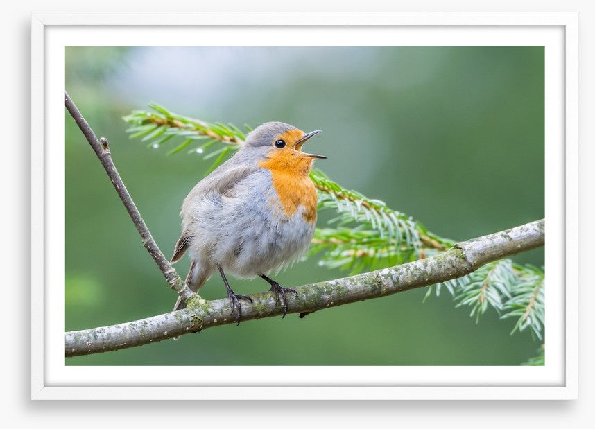 Chirping robin