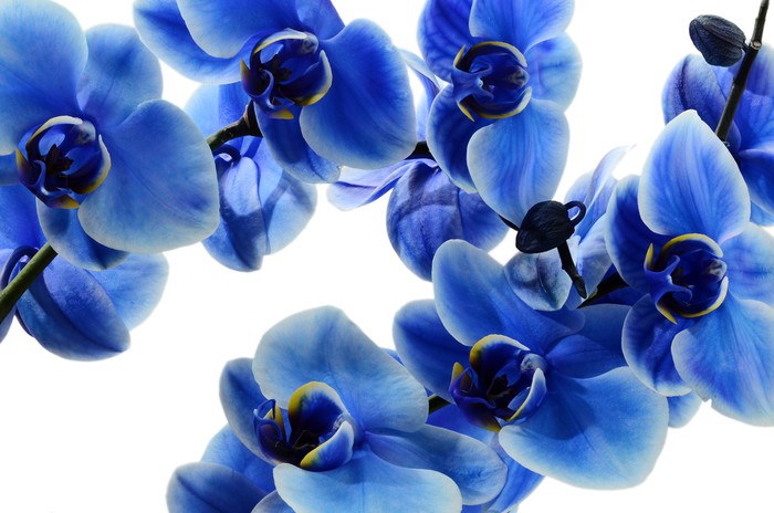 Orchid blue