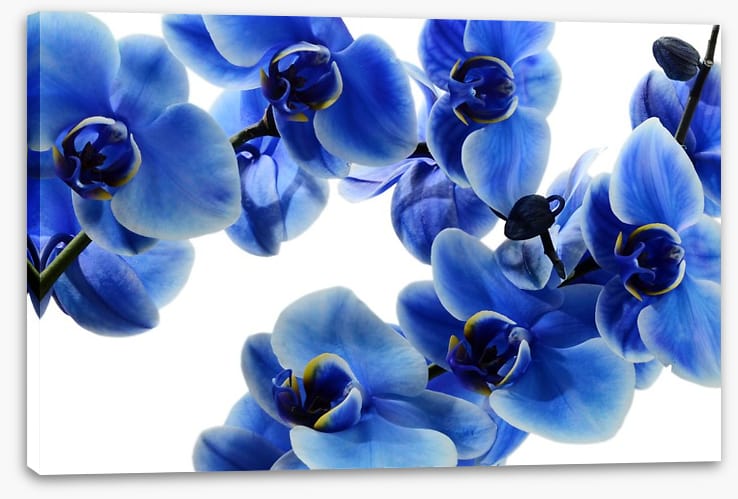 Orchid blue