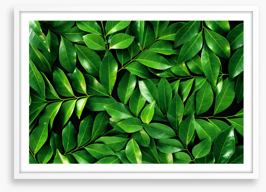Leaves