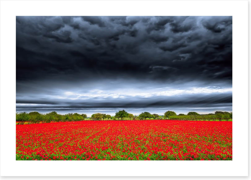 Storm over the poppies