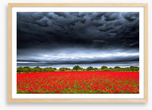 Storm over the poppies