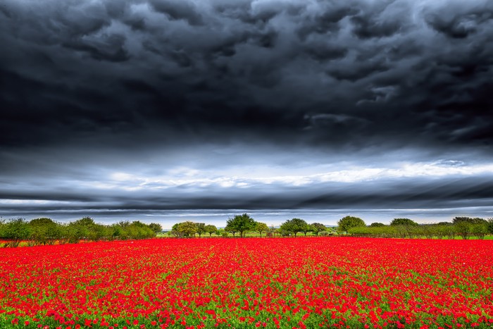 Storm over the poppies
