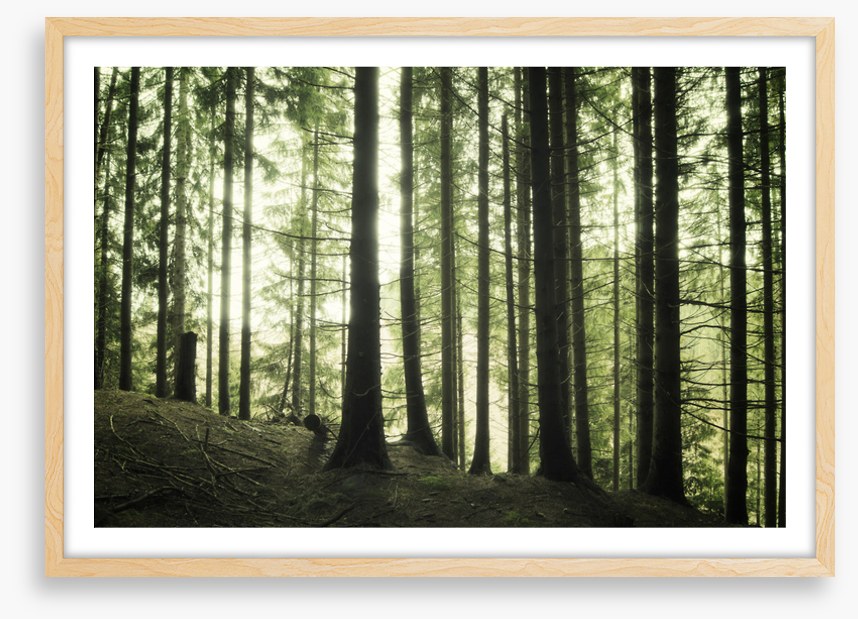 Forests