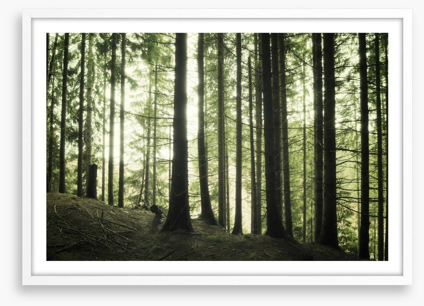 Forests