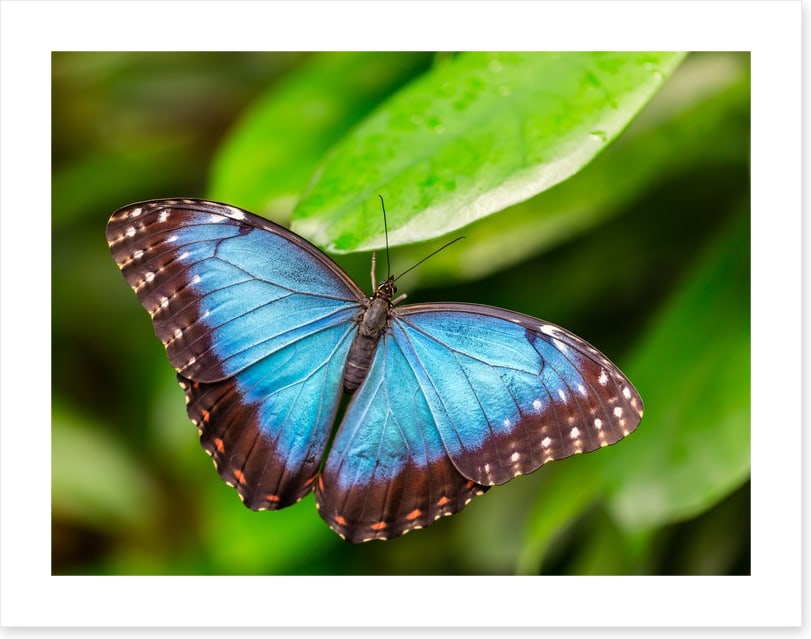 Butterflies