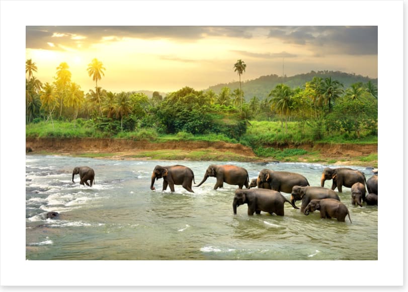 Elephant river