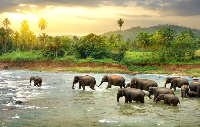 Elephant river