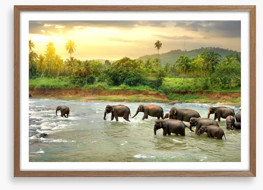 Elephant river