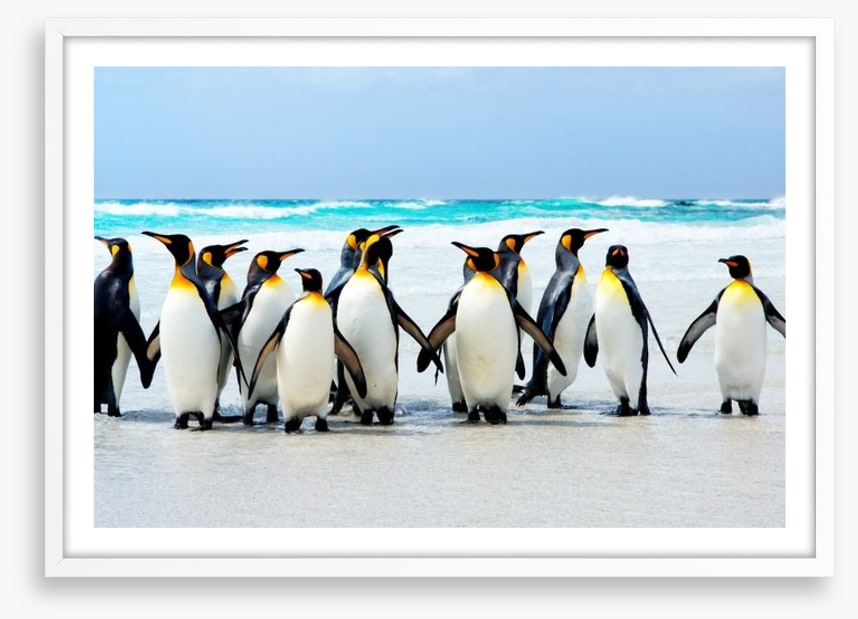 Kings of the beach