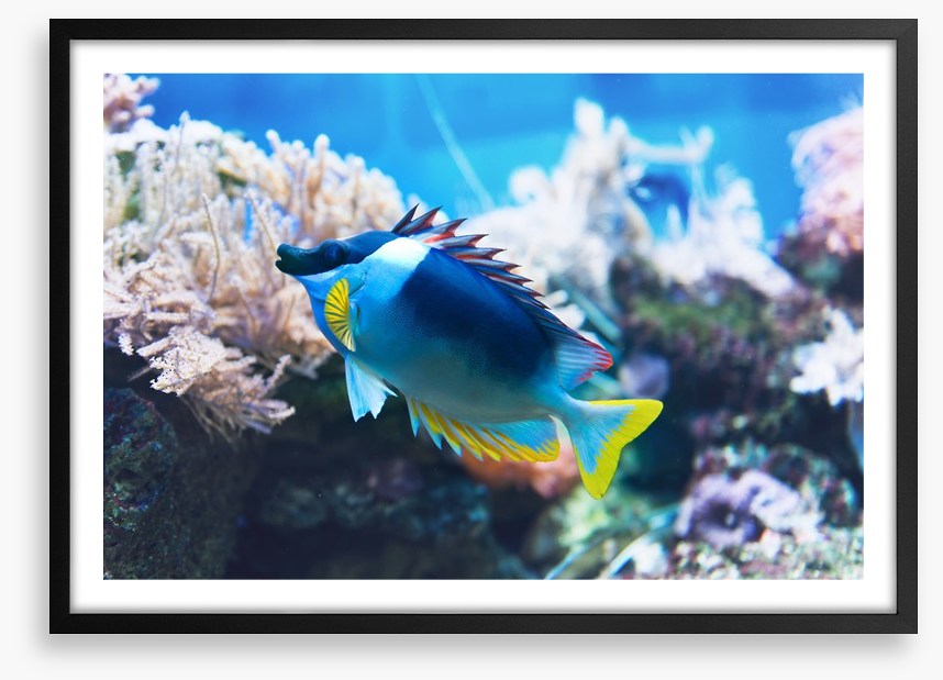 Fish / Aquatic