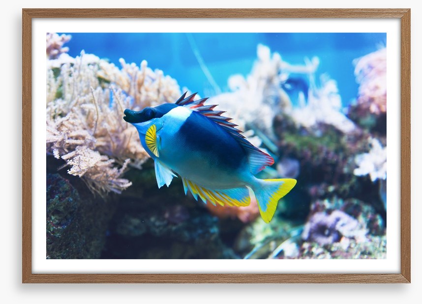 Fish / Aquatic