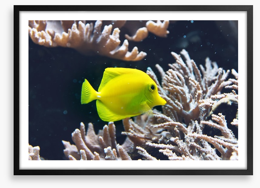 Fish / Aquatic