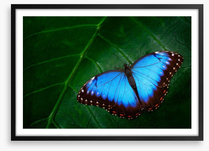 Butterflies