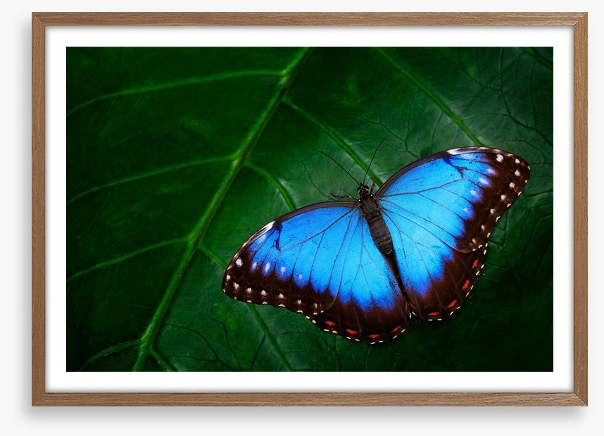 Butterflies