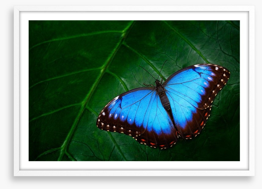 Butterflies