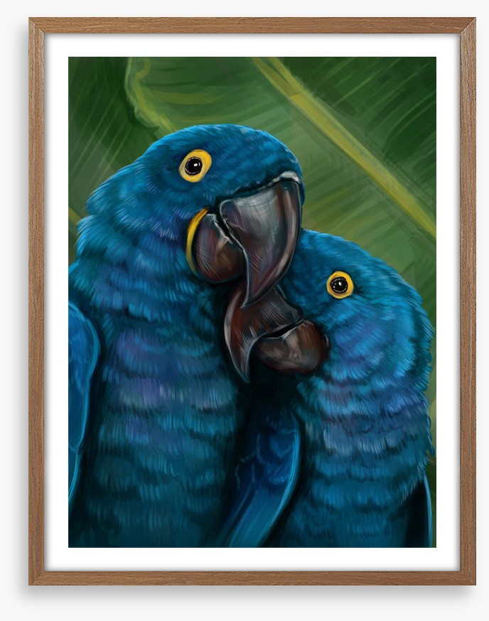 Blue parrot love