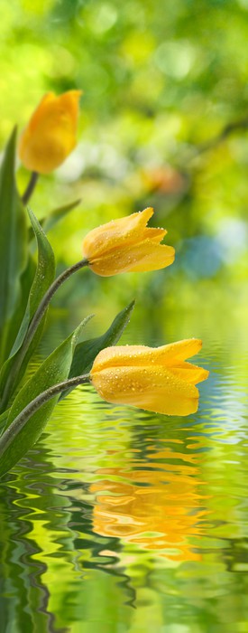 Yellow tulip ripples