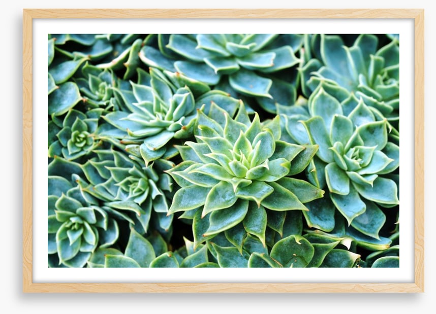 Succulent rosettes