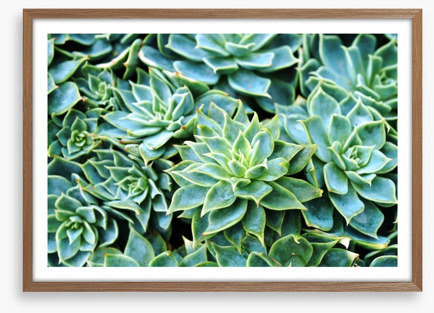 Succulent rosettes