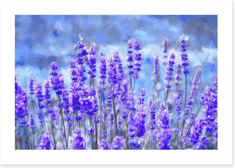 Lavender for luck
