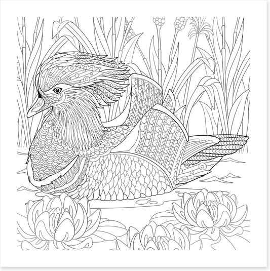 Colour me mandarin duck