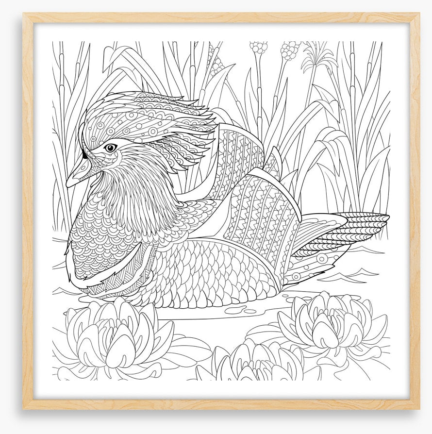 Colour me mandarin duck