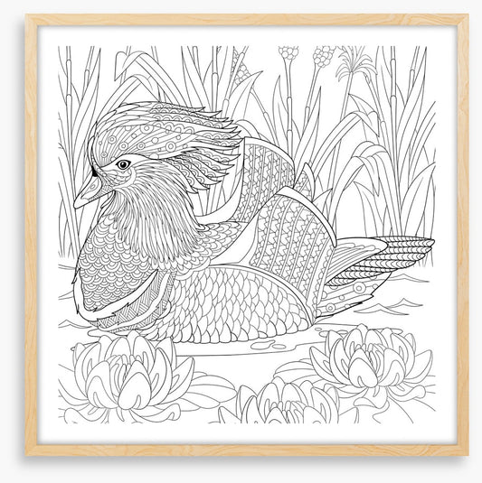 Colour me mandarin duck