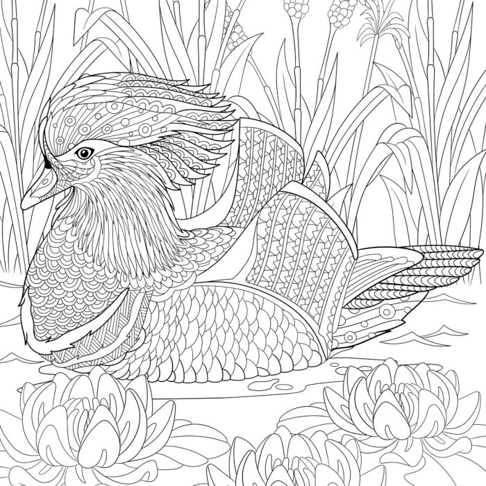 Colour me mandarin duck