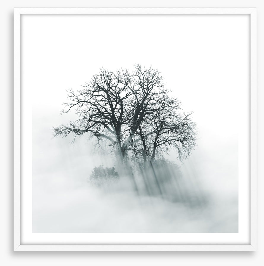 Above the mist