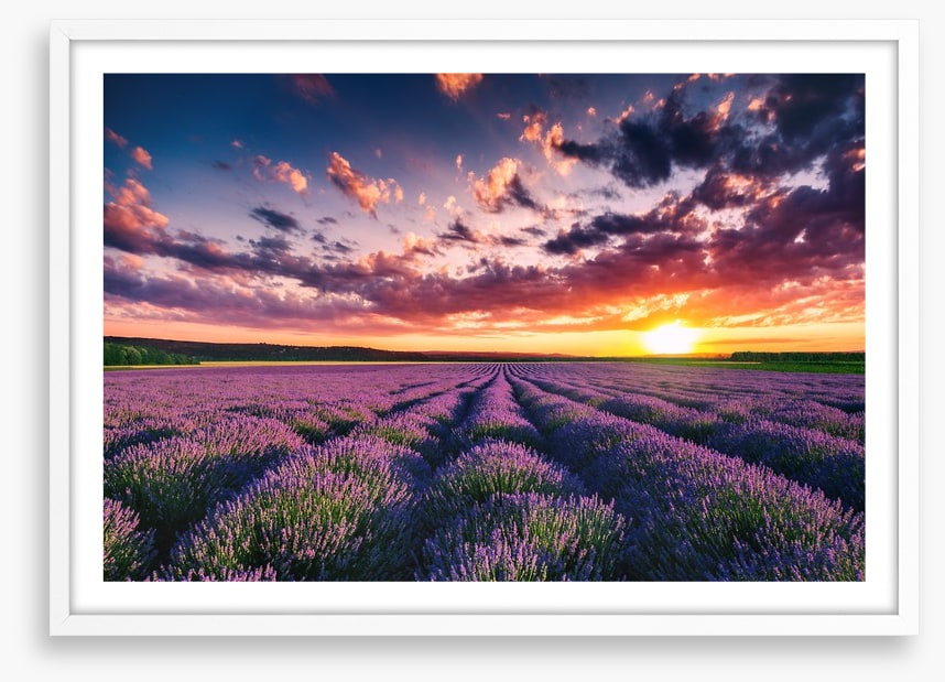 Lavender clouds