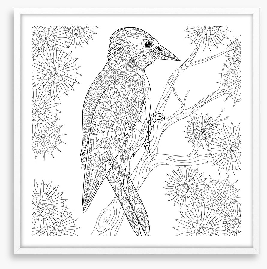 Colour me woodpecker