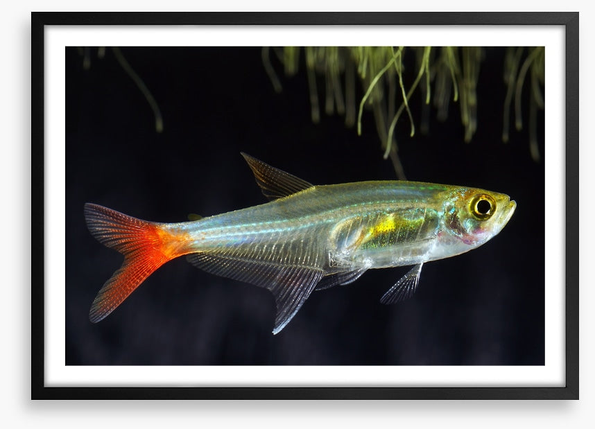 Fish / Aquatic