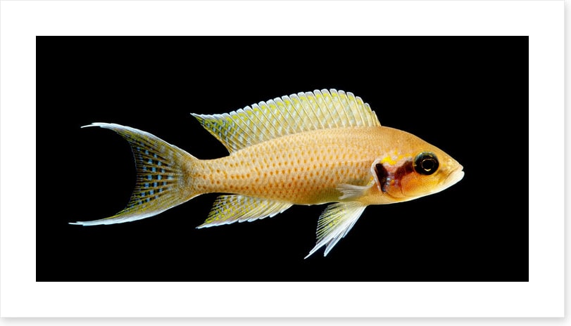 Fish / Aquatic