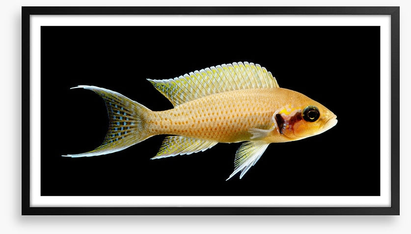 Fish / Aquatic