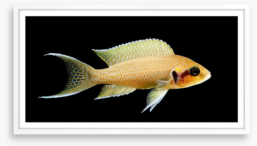 Fish / Aquatic
