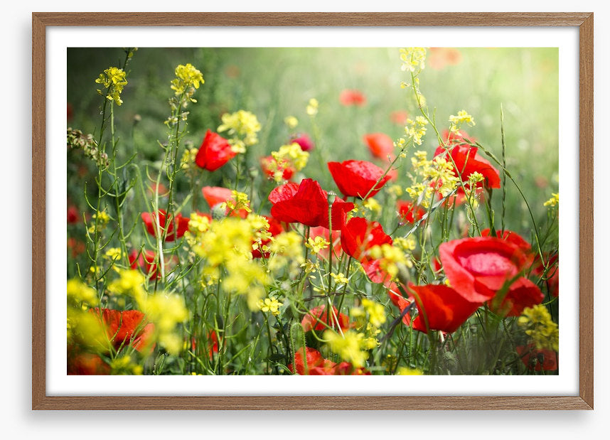 Meadows