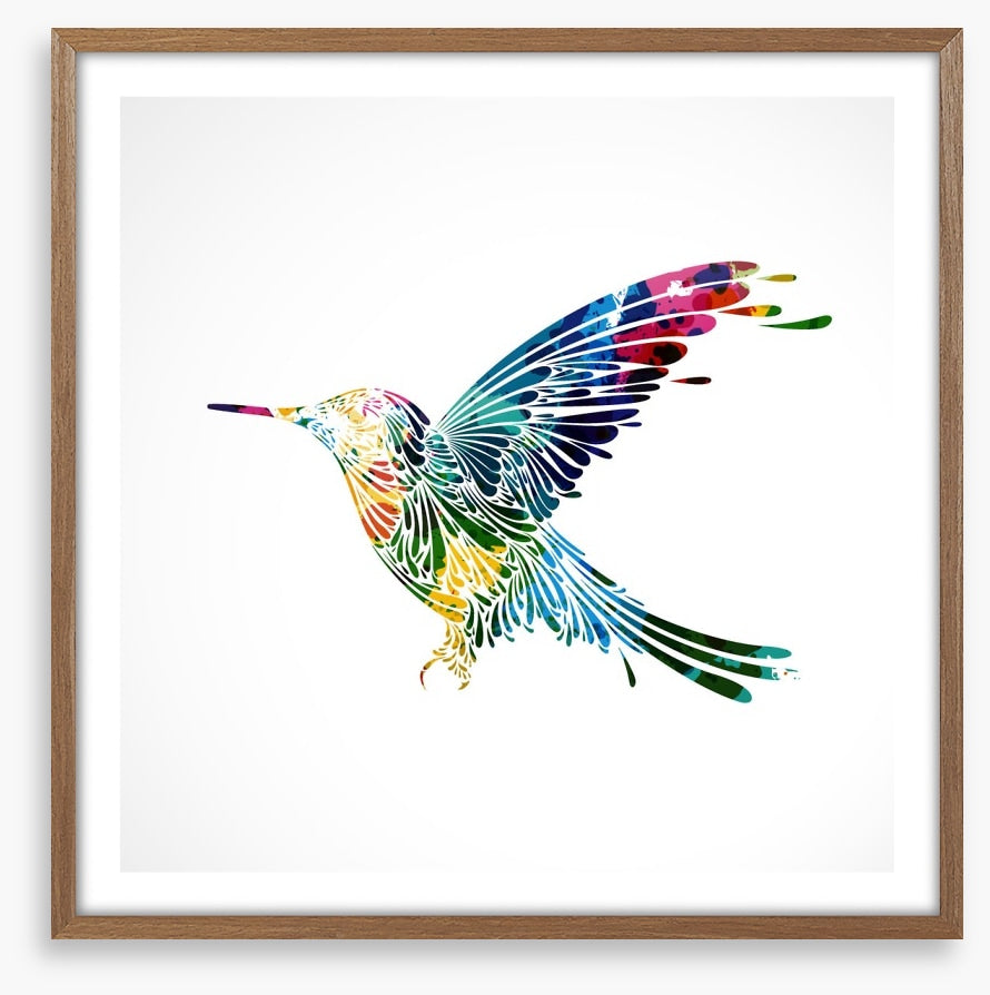 Rainbow hummingbird