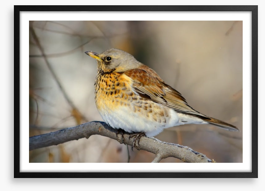 Birds