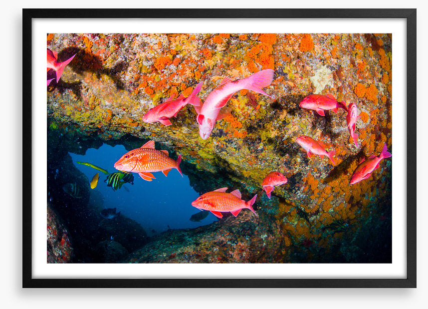 Goatfish gap