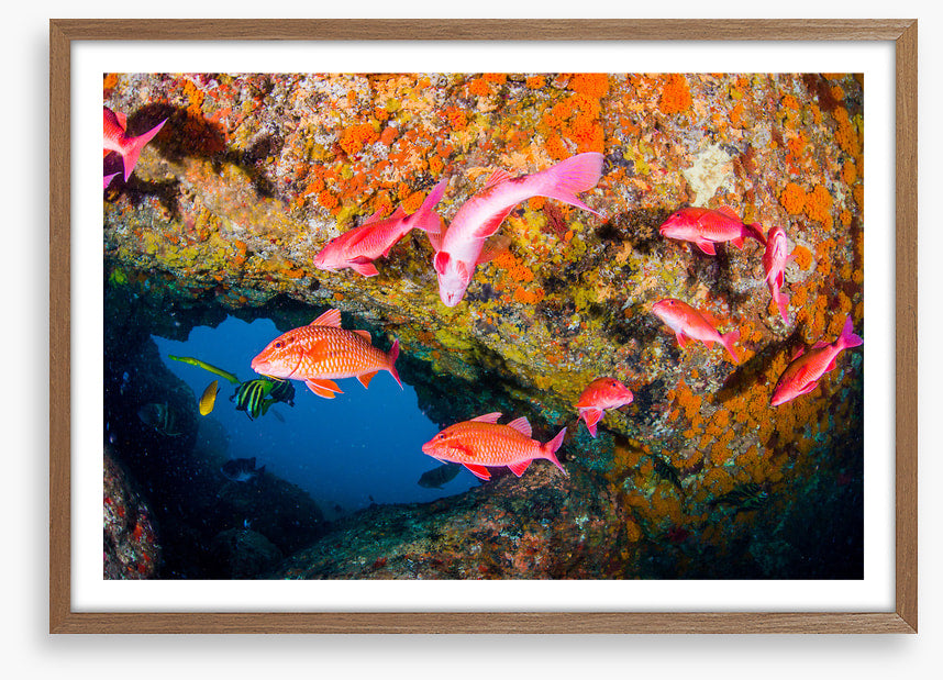 Goatfish gap