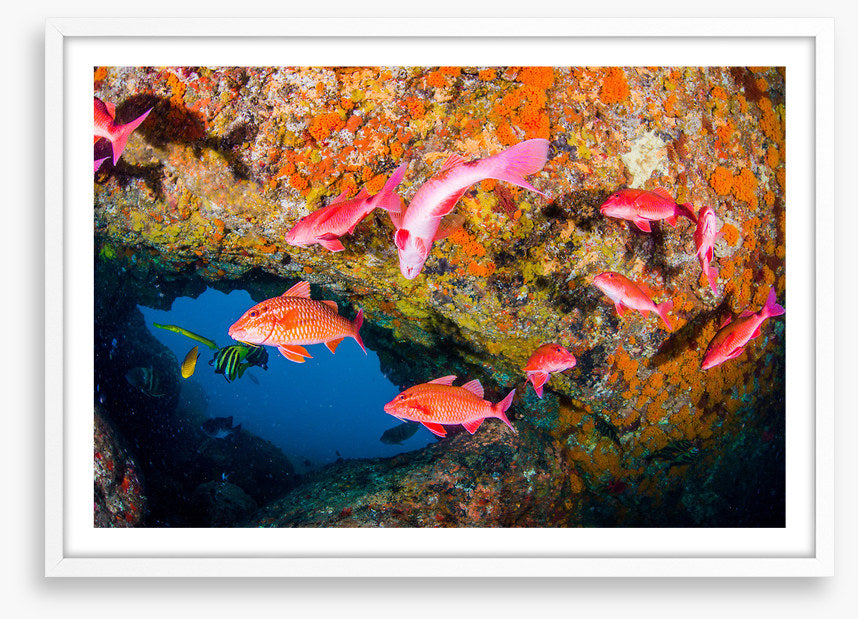 Goatfish gap