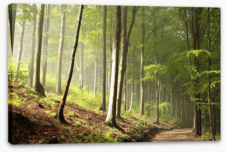 Timberland trail