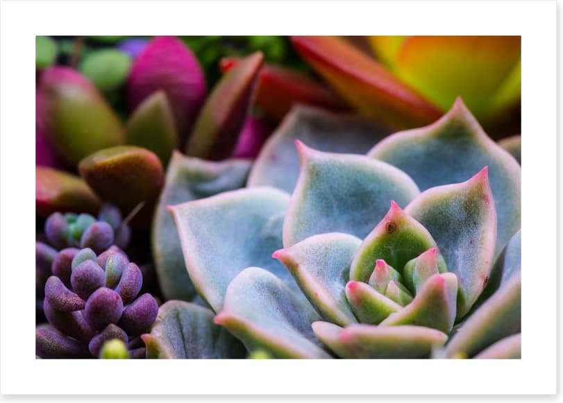 Succulent by nature