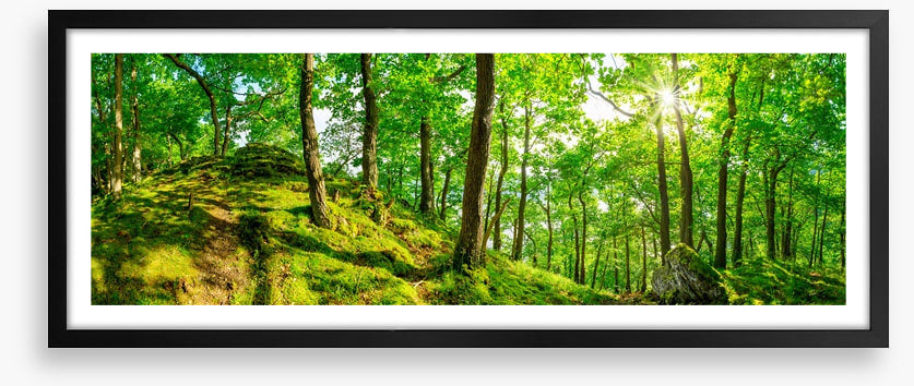 Top of the forest