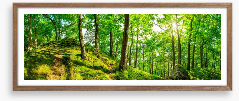 Top of the forest