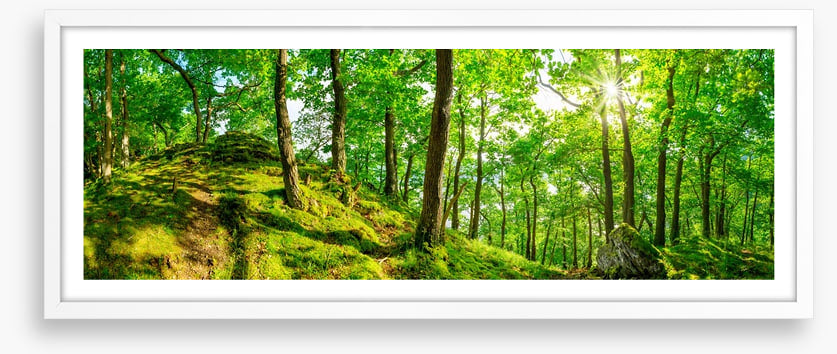 Top of the forest